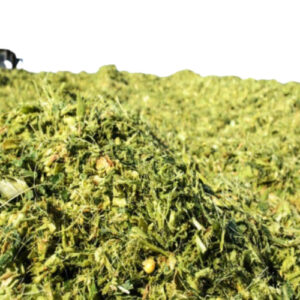 Corn silage