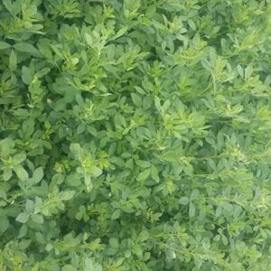 Lucerne (Alfalfa) hay