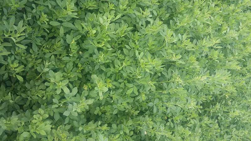 Lucerne (Alfalfa) hay