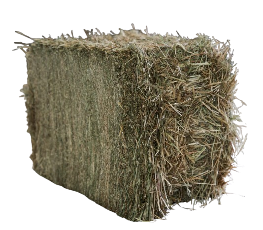 Timothy Hay – Race Horse Special