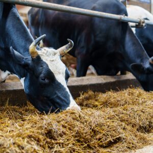 Silage and Roughage