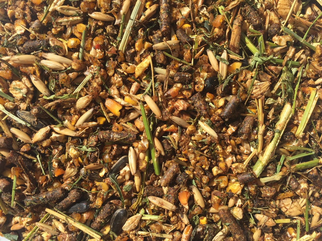 Equi-Feeds Race Horse Feed 16%