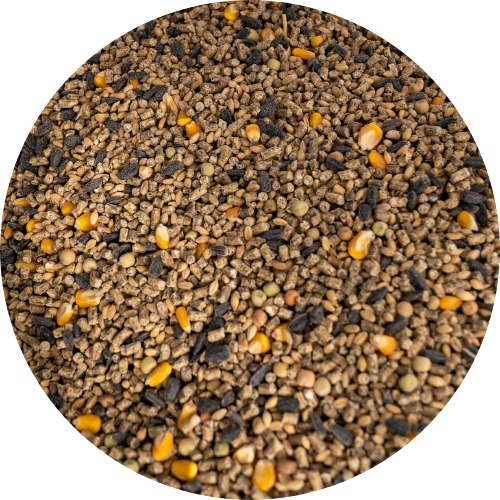 Premium Hen Feed | Layer & Breeder Nutrition