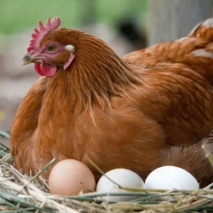 Breeder Hen