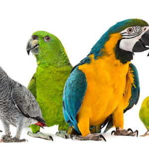 Parrots / Cockatoos / Lovebirds