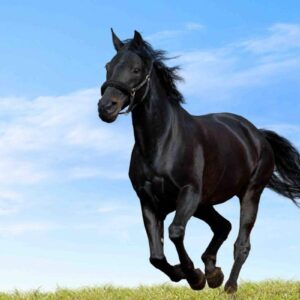 Racing Horse Feed Supplier in Gulf | NA-Animals Feeds