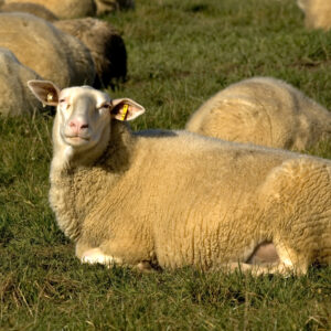 Dairy Goats & Sheep Milk Breeds Feed