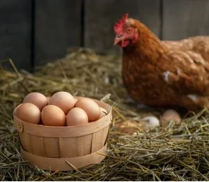 Breeder & Specialty Feed