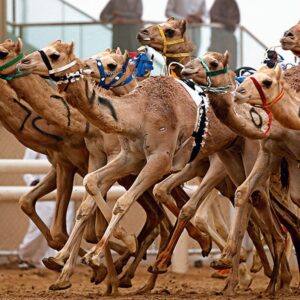 Racing & Show Camels Feed Supplier in Gulf | NA-Animals Feeds
