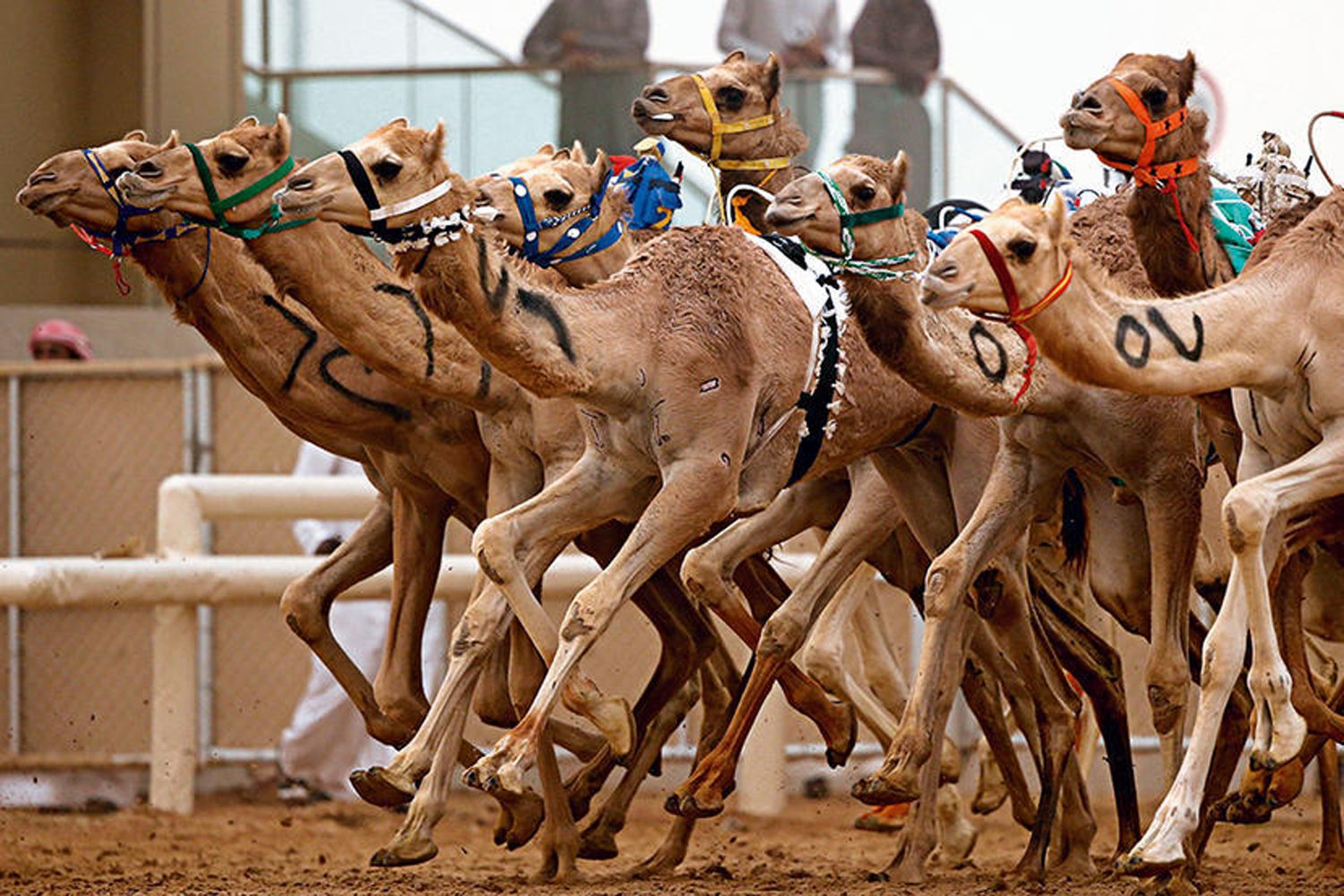 Racing & Show Camels Feedㅤㅤㅤ
