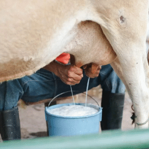Dairy High-Milk Feed Supplier in Gulf | NA-Animals Feeds