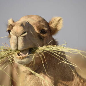 Premium Animal Feed for Livestock in UAE