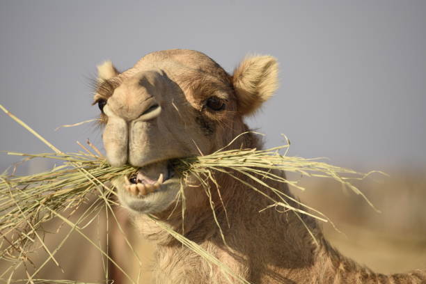 Camel Special Feedㅤㅤㅤㅤㅤㅤㅤㅤ