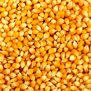 Yellow Corn