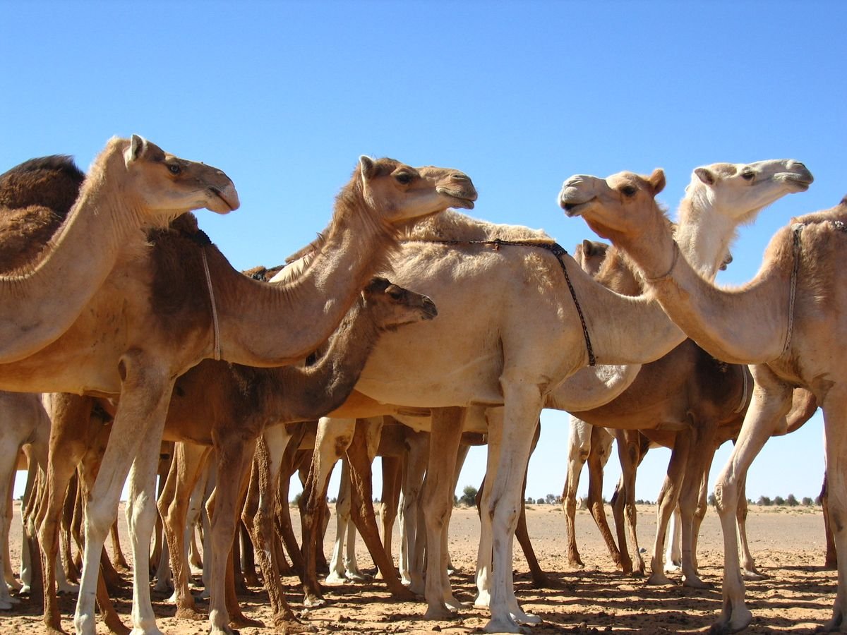 Premium Camel Feed Exporter Pakistan