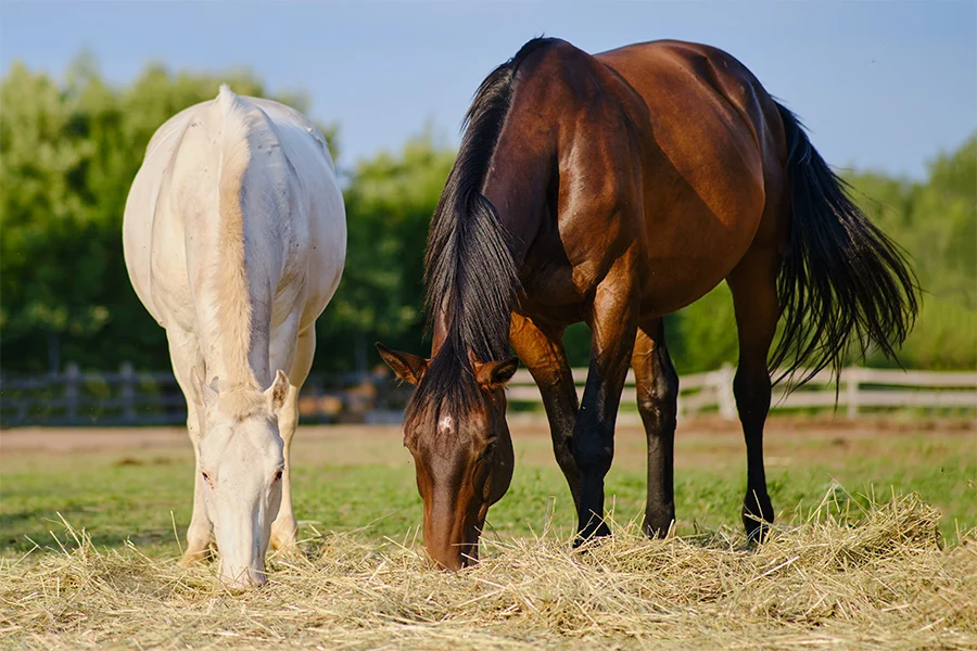 Premium Horse Feed Exporter Pakistan